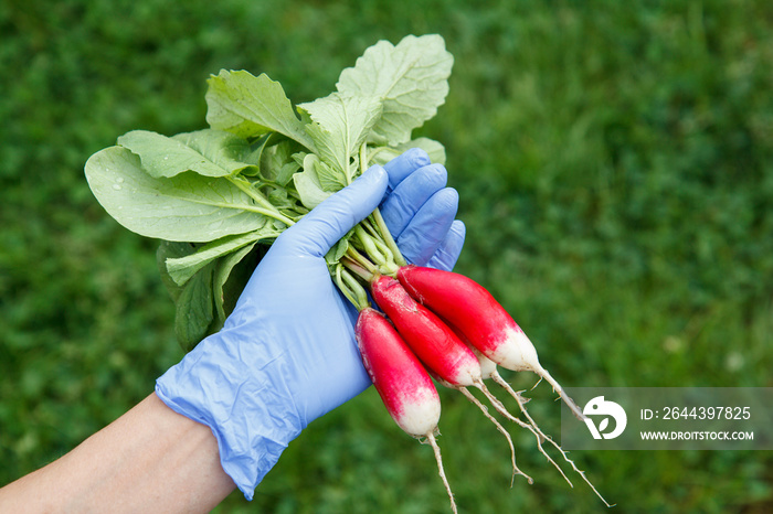 Female gardener in blue latex glove is holding fresh red ripe radishes.