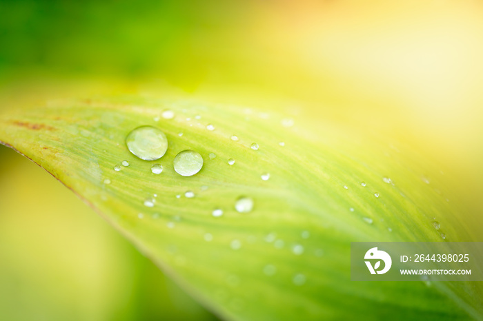 Nature of green leaf with rain drops in garden at summer. Natural green leaves plants using as spring background cover page greenery environment ecology wallpaper