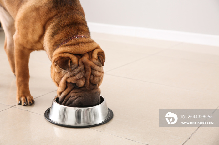 Cute funny dog drinking water at home