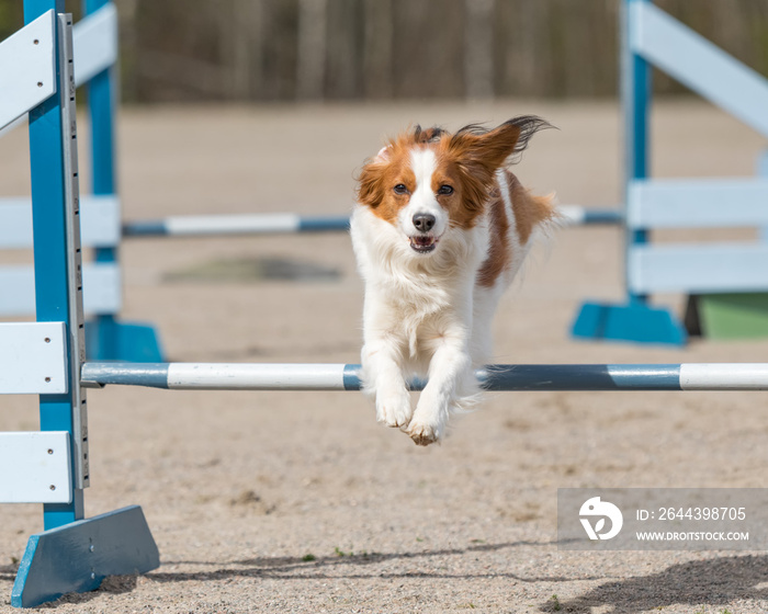 Dog agility in action. Kooikerhondje jumps over an agility hurdle in agility competition