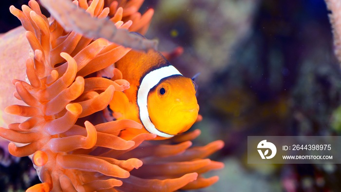 Amphiprion ocellaris clownfish in marine aquarium. Orange corals in the background. Colorful pattern, texture, wallpaper, panoramic underwater view. Concept art, graphic resources, macro photography