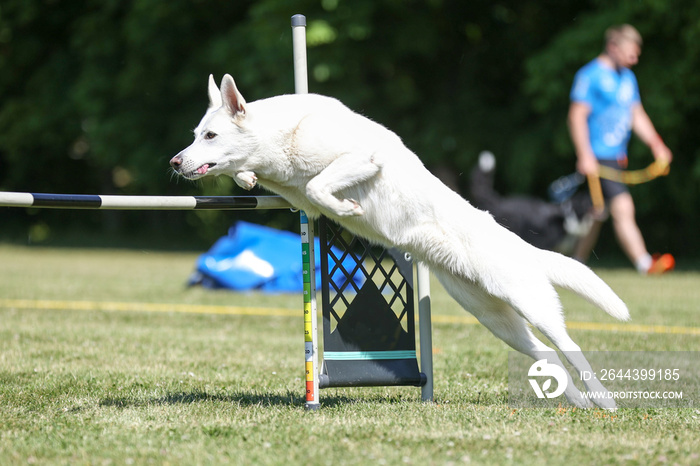 Purebred active white Swiss shepherd sheepdog running dog agility course with full speed and attention. Fast working winner champion white dog on outside agility competition on summer time