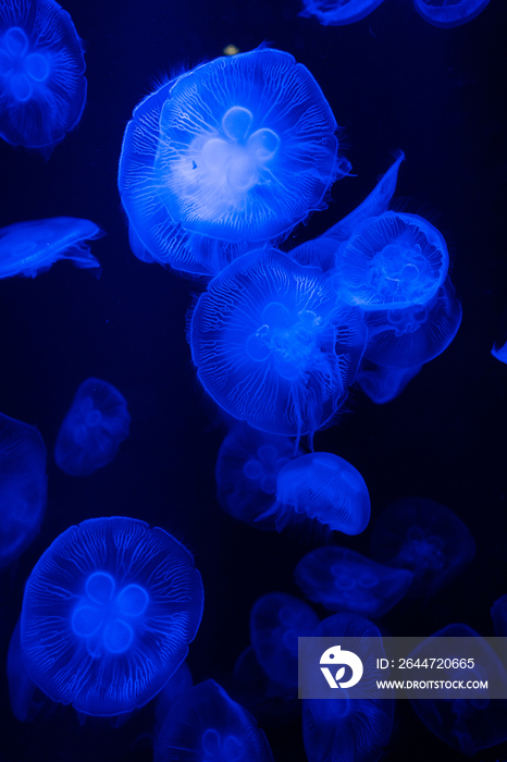 亚特兰蒂斯酒店水族馆