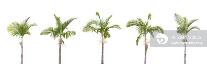 A row of Palm trees isolated on white background