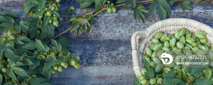 Cones of hops in a basket for making natural fresh beer, concept of brewing. Beautiful panoramic image, tinted.