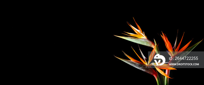 Beautiful Bird of Paradise flowers on dark background with space for text