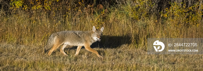 A coyote walking in the tundra in Yukon, beautiful wild animal