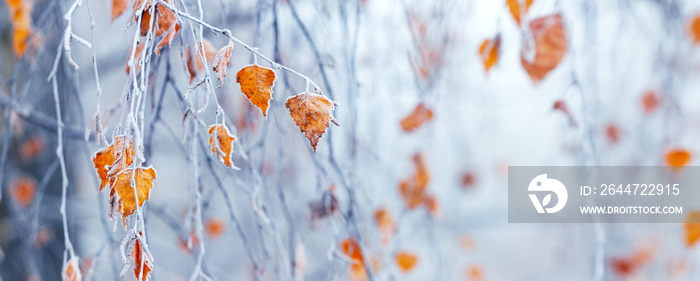 Frost-covered birch branch with dry leaves in the fog on a blurred background, panorama