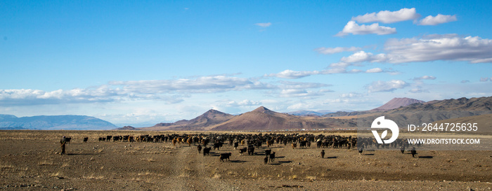 man herding his animals