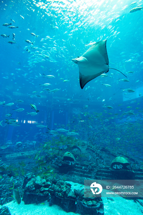 亚特兰蒂斯酒店水族馆