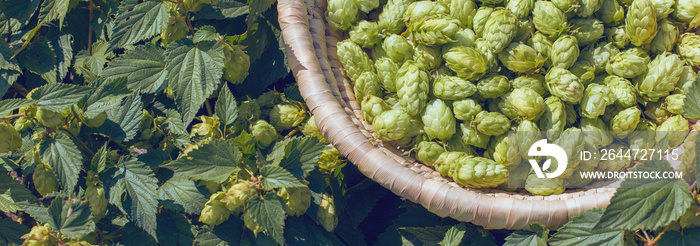 Cones of hops in a basket for making natural fresh beer, concept of brewing. Beautiful panoramic image, tinted.