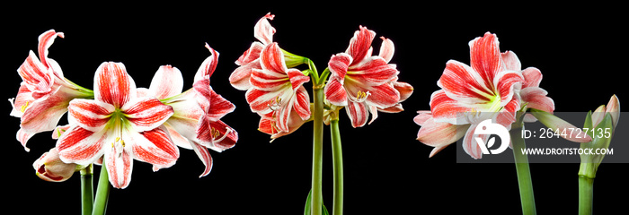 red amaryllis on a black background - close up