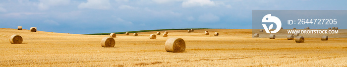 round bales of dry straw on agricultural land. banner