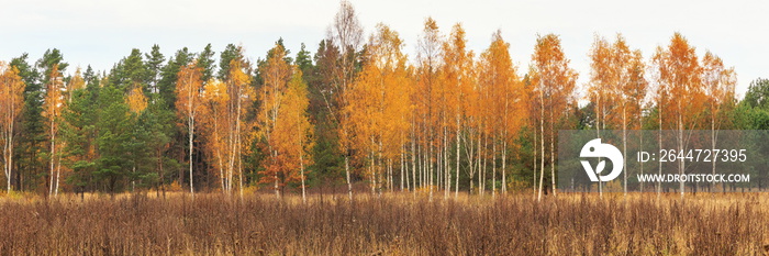 Autumn forest on a sunny day, background, golden autumn panoramic view