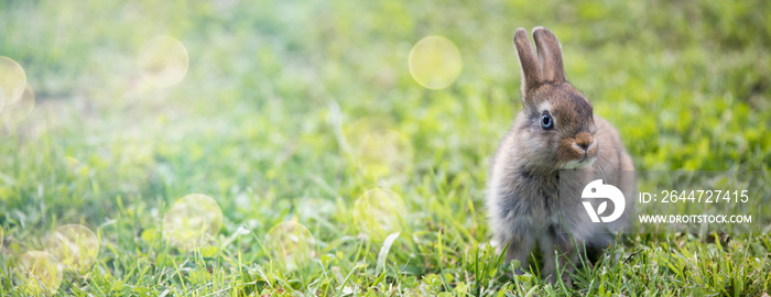 Funny little rabbit laying in the grass