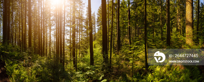 Panoramic View of Green and Vibrant Rain Forest during a sunny spring day. Taken in Abbotsford, East of Vancouver, British Columbia, Canada. Nature Background Panorama