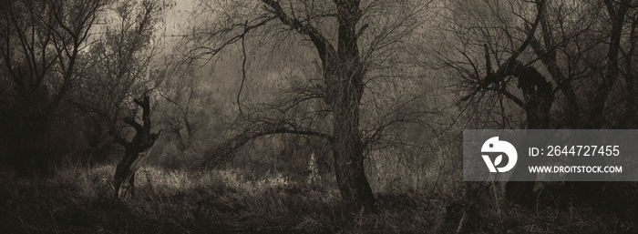 Creepy landscape showing misty dark swamp in autumn