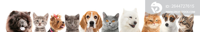 Set of different dogs and cats on white background