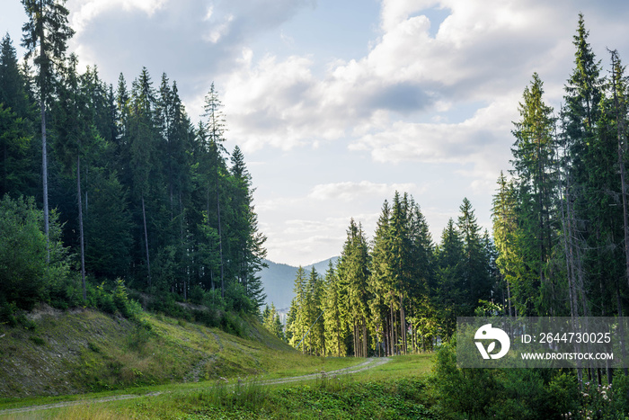 Spruce forest in the Ukrainian Carpathians.