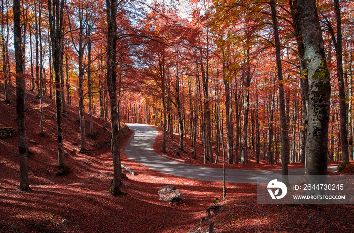 The autumn with foliage in the National Park of Abruzzo, Lazio and Molise (Italy) - An italian mountain natural reserve, with little old towns, the Barrea Lake, Camosciara, Forca d’Acero, Val Fondillo