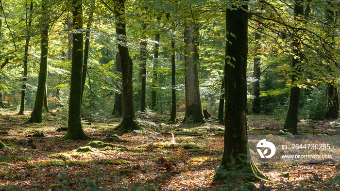 Woodland walk in the new forest in Autumn .