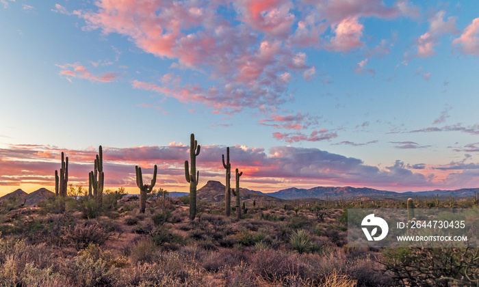 Colorful Arizona Desert Sunset Landscape Near Phoenix