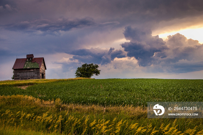 An old, abandoned barn overlooking corn fields at sunset