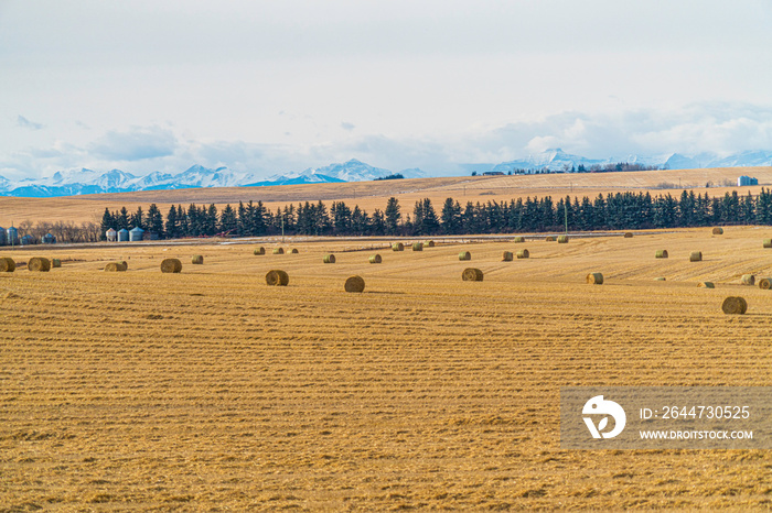 bales of hay on a farm field with the rocky mountains in the background