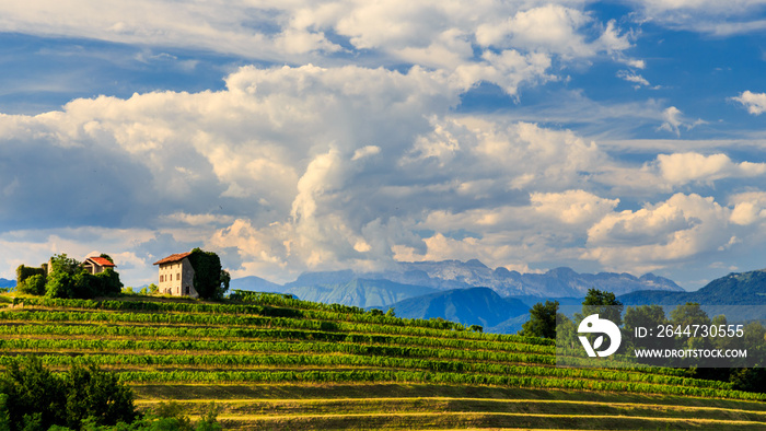 The beautiful vineyard of Collio, Friuli Venezia-Giulia, Italy