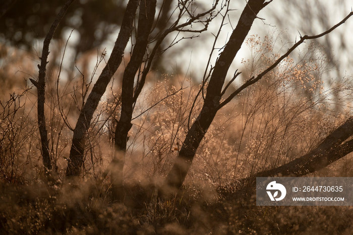 Mesquite tree trunk in Texas landscape