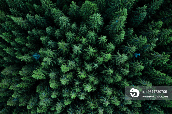 Forest from above