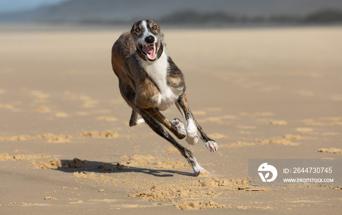 Spanish Greyhound racing on beach, closeup.