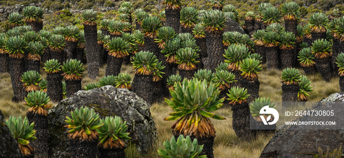 Giant Groundsel (Dendrosenecio Kilimanjari) at Kilimanjaro National Park, Tanzania