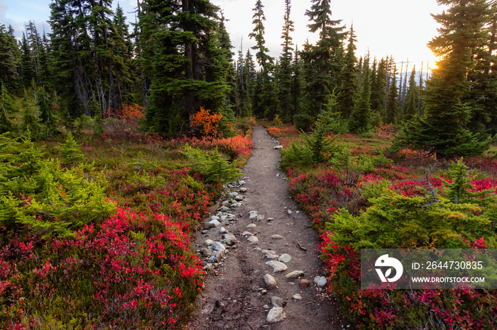 Hiking trail outdoors in Canadian nature. Sunny Sunset Fall Season. Taken in Garibaldi Provincial Park, located near Whistler and Squamish, North of Vancouver, BC, Canada.