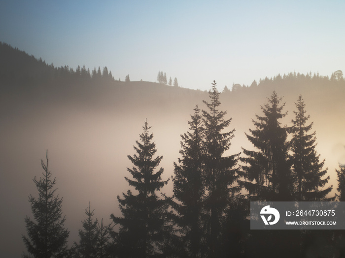 Christmas trees in the fog in the mountains. High quality photo