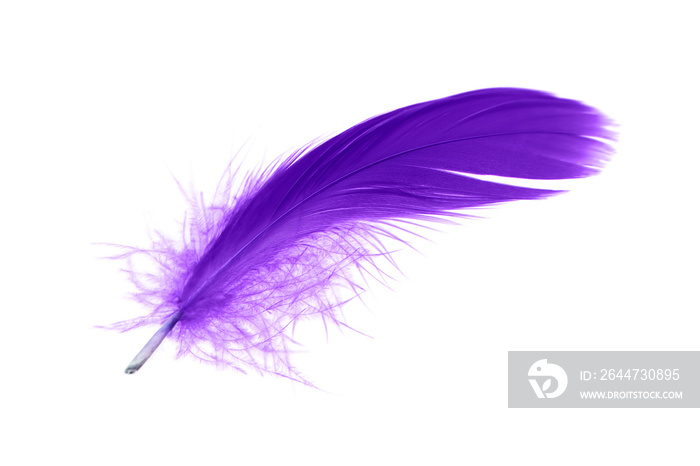 Purple Feather Isolated on White Background.
