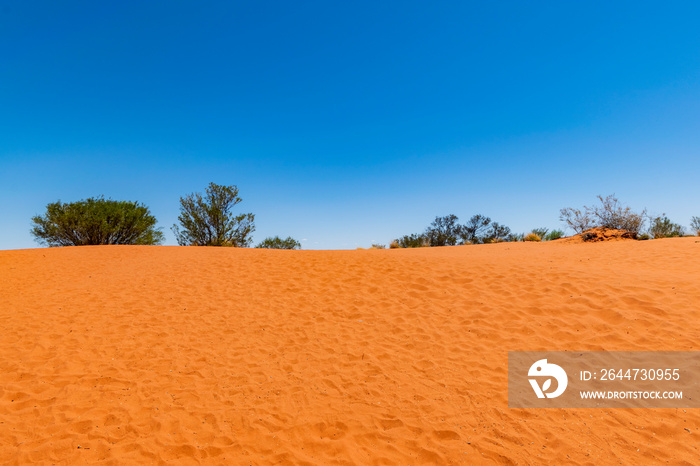 Desert dune, Australian Outback. Bush, red sand, blue sky.