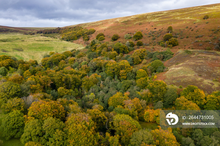 Aerial view of trees in autumn