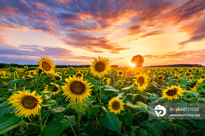 Beautiful sunset over sunflower field