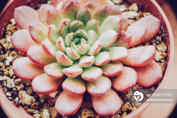 Image of a beautiful graptoveria bashful