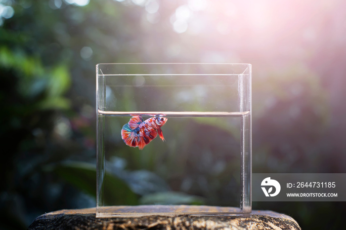 betta fish multicolor in tank with nature background