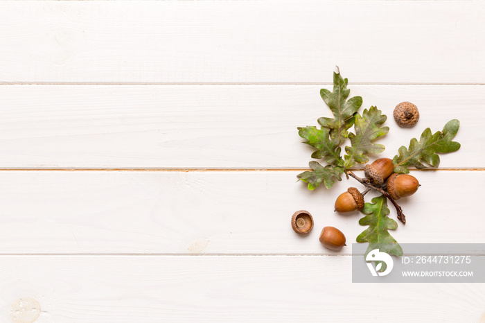 Branch with green oak tree leaves and acorns on colored background, close up top view