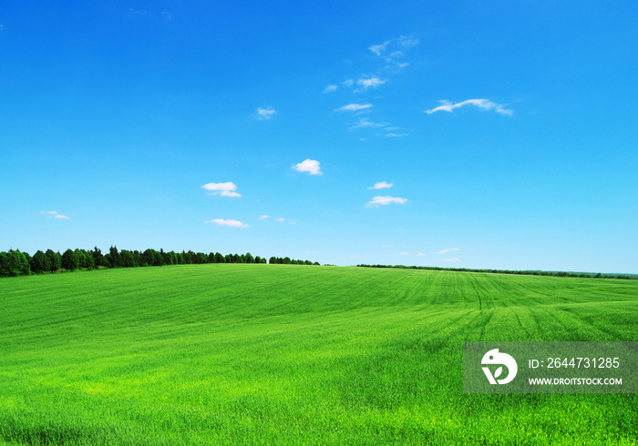 green field and blue sky