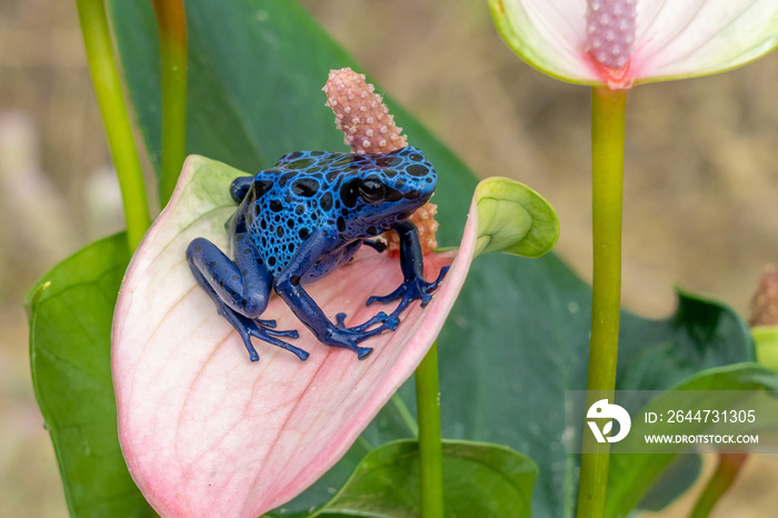 Blue poison-dart frog (Dendrobates tinctorius azureus)