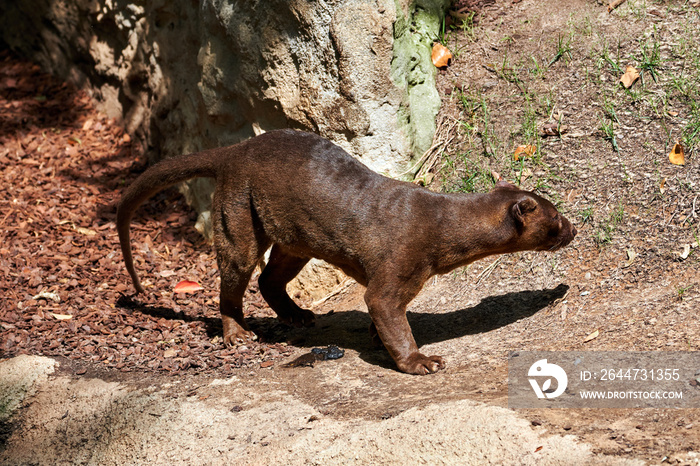 beautiful side portrait of a fossa on a stone and green areas in a zoo in valencia spain