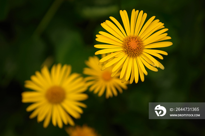 Blossom of Yellow Doronicum orientale Flower