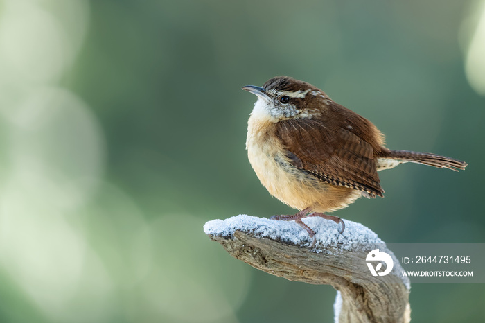 Carolina Wren Perched on a snow-covered branch