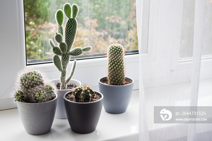 Potted cacti on the windowsill in the room