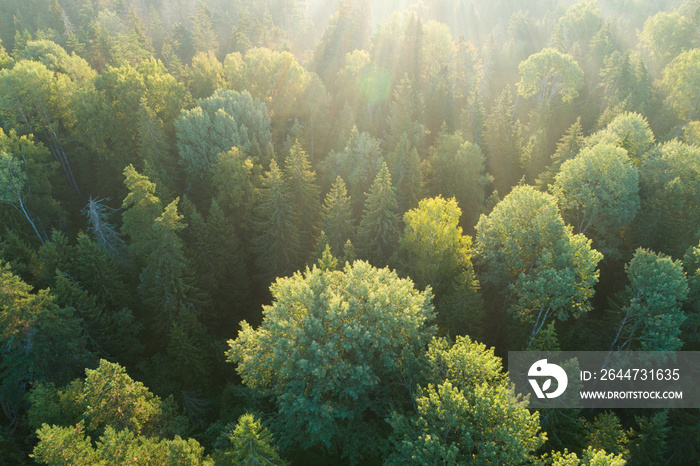 View from above of dark moody pine trees in spruce foggy forest with bright sunrise rays shining through branches in summer mountains.