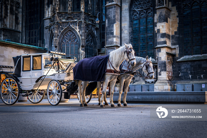 Two white horses harnessed to a carriage near St Stephen’s Cathedral, Stephansplatz. Traditional touristic transport attraction in Vienna. Golden our colors.